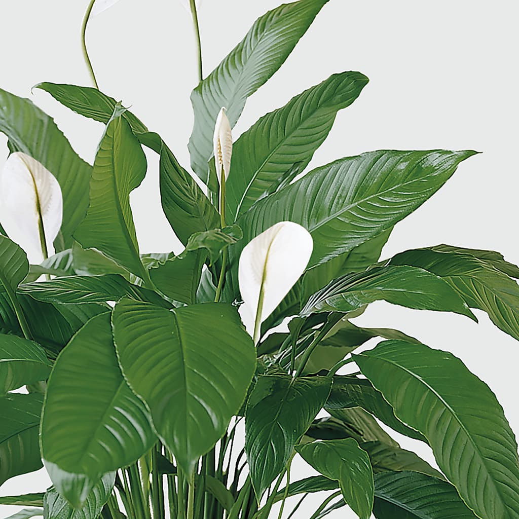 Tranquil Moments Peace Lily Plant – Blossom Flowers And Gift, Lauderhill FL