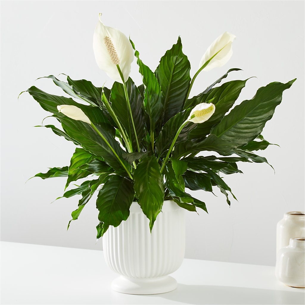 Comfort Planter – Blossom Flowers And Gift, Lauderhill FL