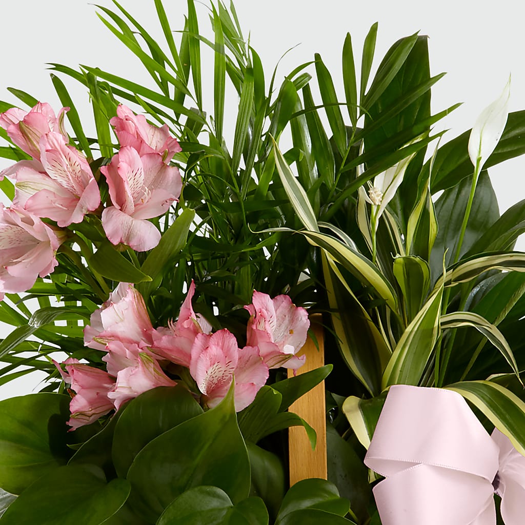 Living Spirit Dishgarden – Blossom Flowers And Gift, Lauderhill FL