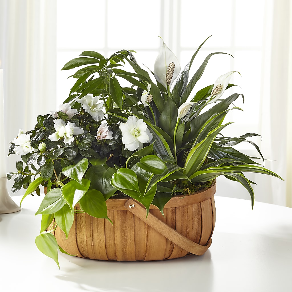 Serene Dishgarden – Blossom Flowers And Gift, Lauderhill FL