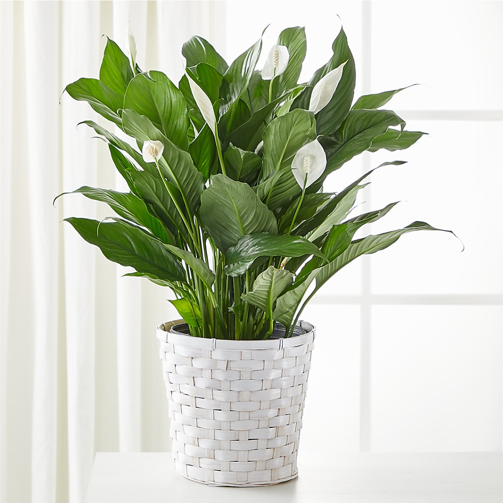 A New Leaf Peace Lily – Blossom Flowers And Gift, Lauderhill FL