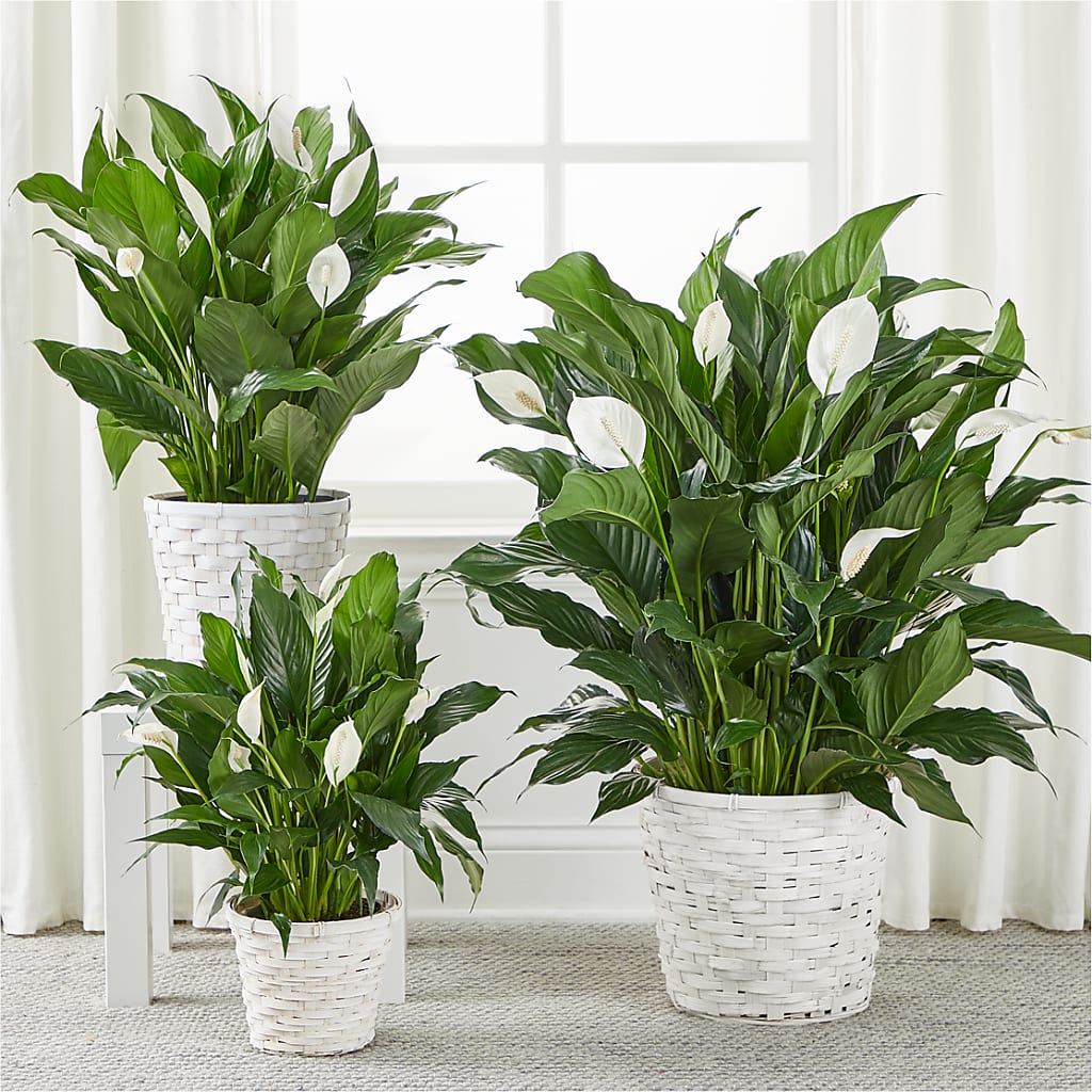 A New Leaf Peace Lily – Blossom Flowers And Gift, Lauderhill FL