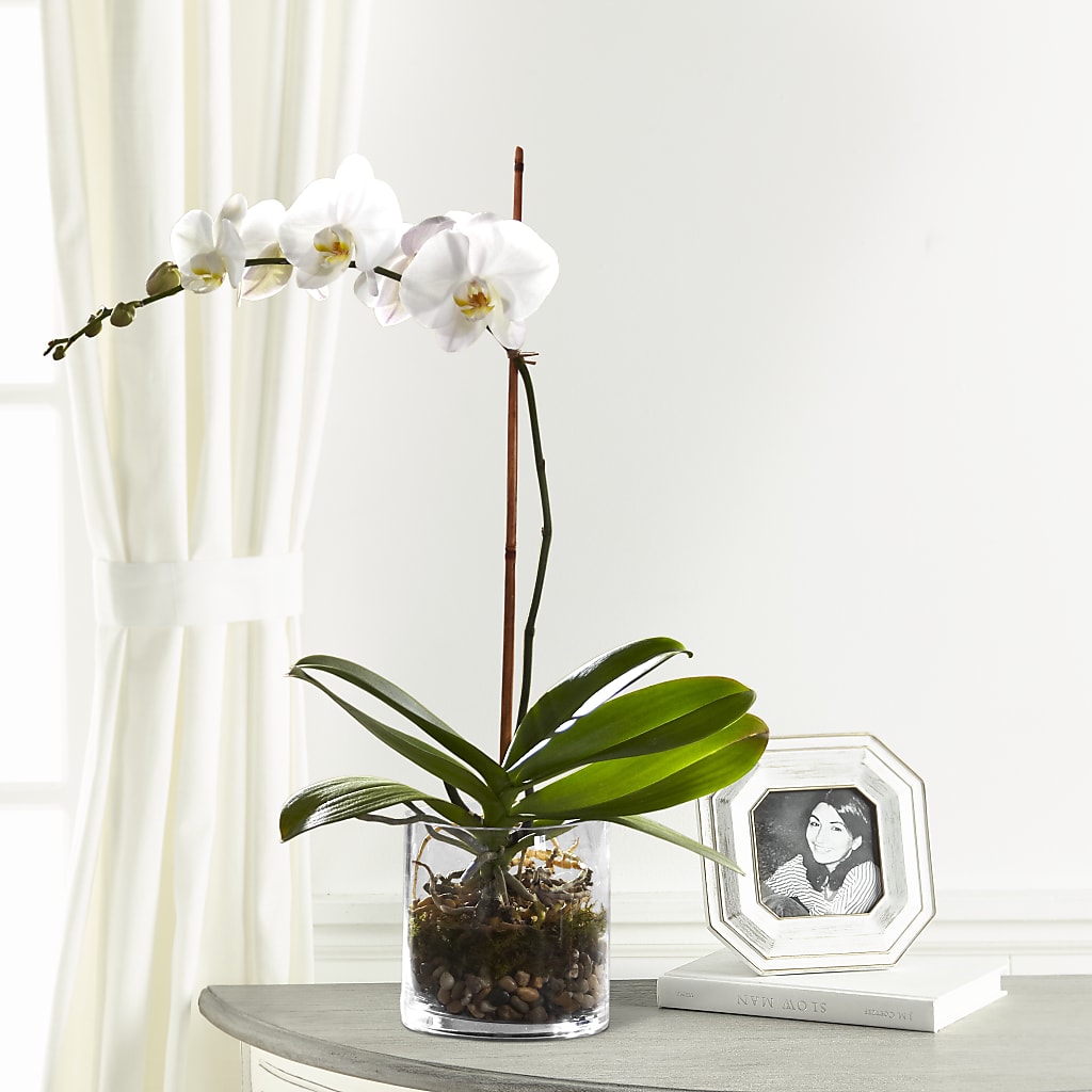 White Orchid Planter – Blossom Flowers And Gift, Lauderhill FL