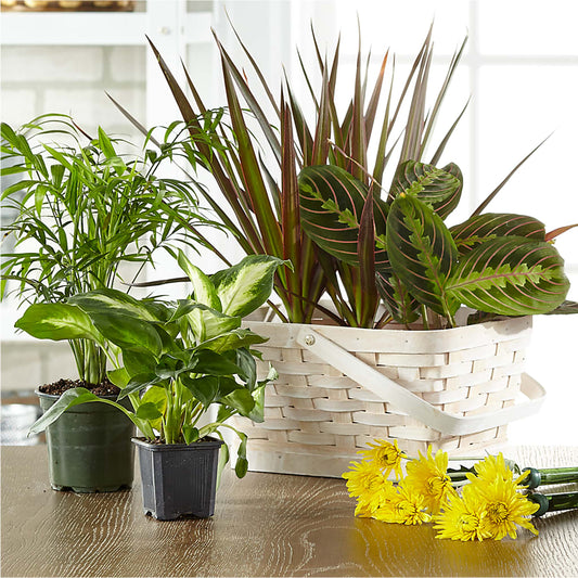 Florist Designed Blooming and Green Plants in a Basket –  Blossom Flowers And Gift, Lauderhill FL