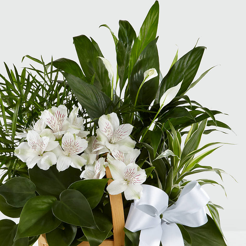 Peace & Serenity Dishgarden –  Blossom Flowers And Gift, Lauderhill FL