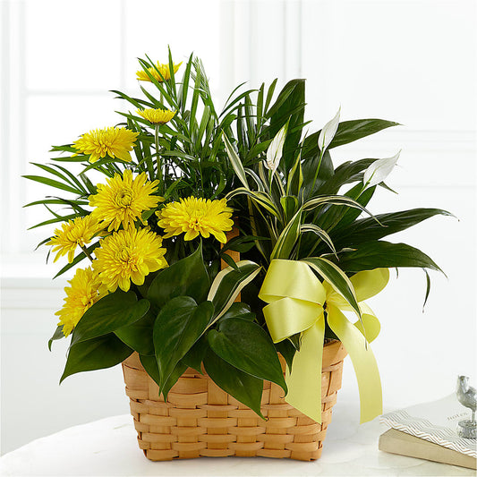 Loving Light Dishgarden –  Blossom Flowers And Gift, Lauderhill FL
