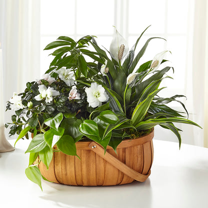 Serene Dishgarden –  Blossom Flowers And Gift, Lauderhill FL