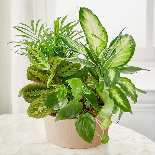 Balance & Harmony Dishgarden –  Blossom Flowers And Gift, Lauderhill FL