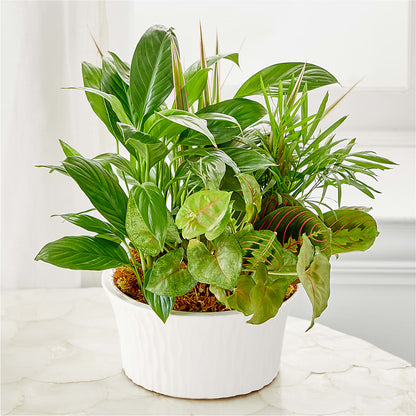 Balance & Harmony Dishgarden –  Blossom Flowers And Gift, Lauderhill FL