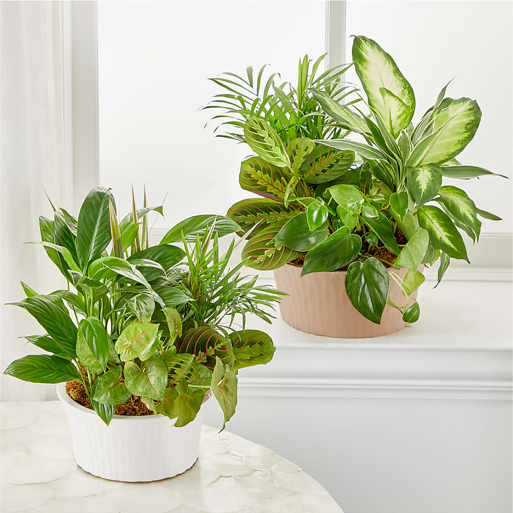 Balance & Harmony Dishgarden –  Blossom Flowers And Gift, Lauderhill FL