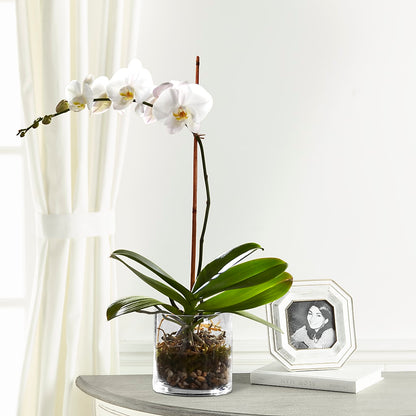White Orchid Planter –  Blossom Flowers And Gift, Lauderhill FL